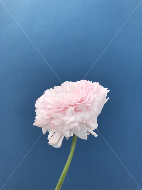 꽃,꽃한송이,분홍색,분홍,flower,식물,자연,plants,nature,꽃,flower