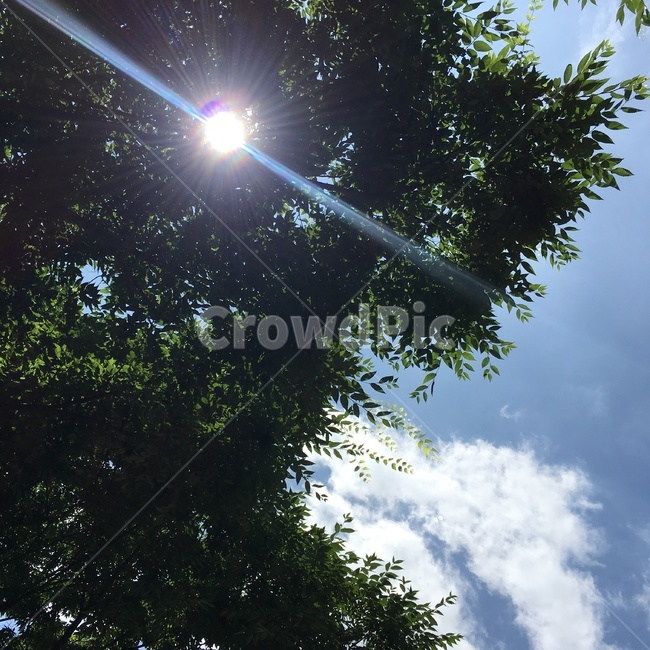 자연,풍경,하늘,나무,숲,nature,green,sky,tree,light,빛,scenary,landscape,자연,풍경,nature,landscape,flare,플레어