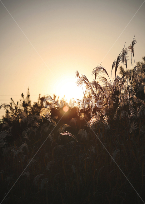 갈대,해질녘,일몰,억새,가을,가을들판,가을,계절,fall,autumn,season,자연,풍경,nature,landscape,plant,식물,grass,잔디,flare,플레어,light,빛