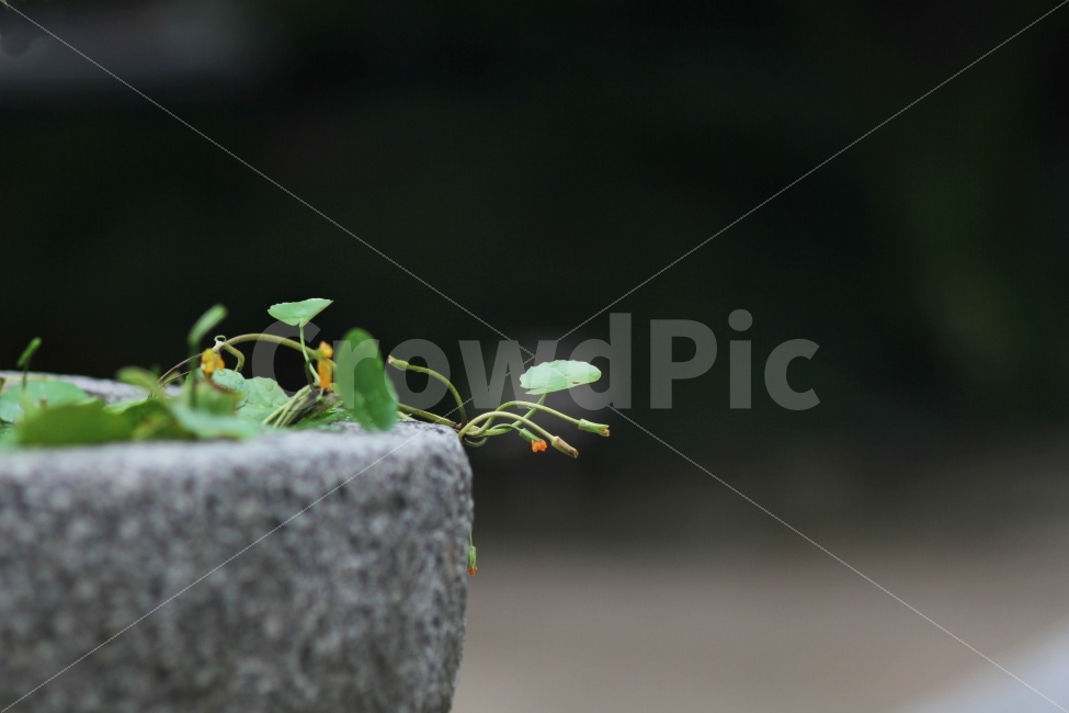 감성사진,돌확사진,식물사진,꽃사진,어리연,식물,자연,plants,nature,꽃,flower