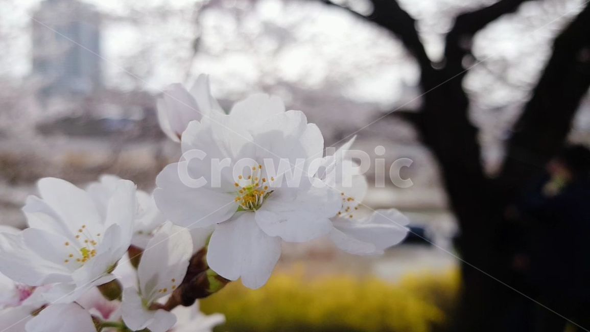 blossom,flower,식물,plant,벚꽃,꽃,cherryblossom