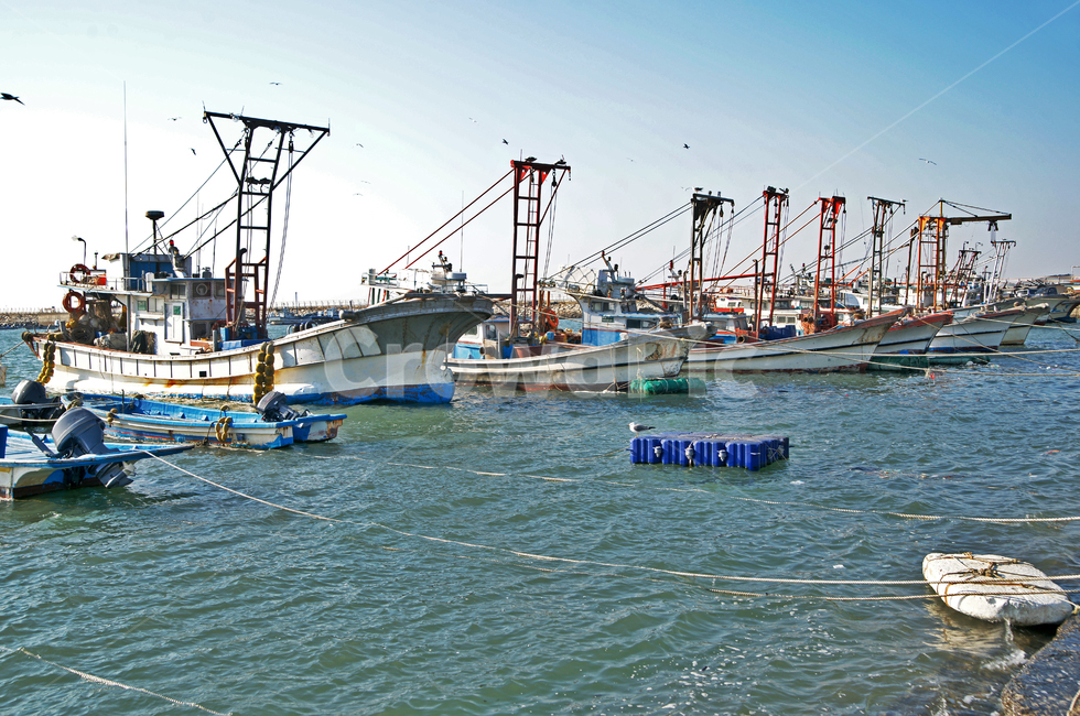궁평항,화성,방파제,어선,고깃배,정박,바다,산업,industry,industrial,어업,fishery,fishing industry