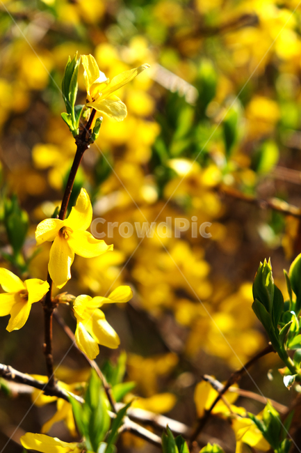 봄꽃,개나리,꽃배경,beautiful,bloom,blooming,closeup,color,colorful,flowerbackground,forsythia,garden,green,leaf,natural,nature,season,spring,yellowflower,식물,자연,plants,nature,꽃,flower