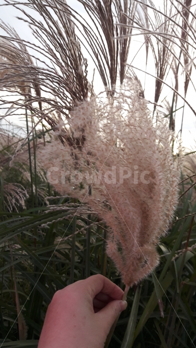하늘공원,상암동,억새풀,축제,하늘,가을,계절,fall,autumn,season,식물,자연,plants,nature,사람,인물,인간,human,person,신체일부,몸,body,grass,잔디,plant,lawn,reed,갈대