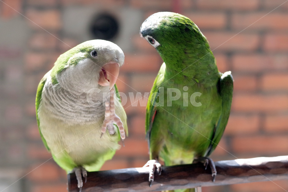 앵무새,봄,동물,조류,한스마카우,퀘이커,PARROT,MACAW,QUAKER,SPRING,동물,animal,조류,새,birds