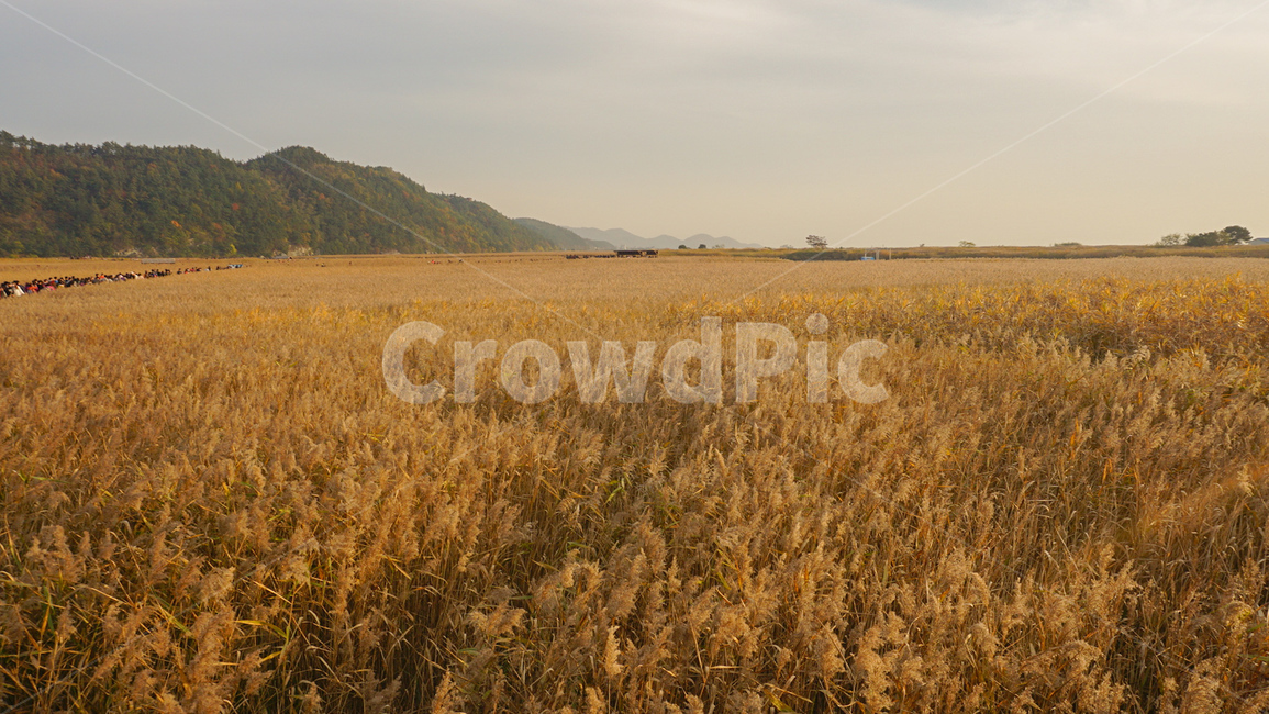 가을,갈대,갈대밭,계절,가을감성,갈색,황금빛,fall,nature,landscape,풍경,자연,가을,계절,fall,autumn,season,자연,풍경,nature,landscape,plant,식물,food,음식,vegetable,야채,grain,곡물