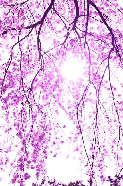 plant,식물,수양벚꽃,벚꽃,봄,개화,벚나무,봄,계절,spring,season