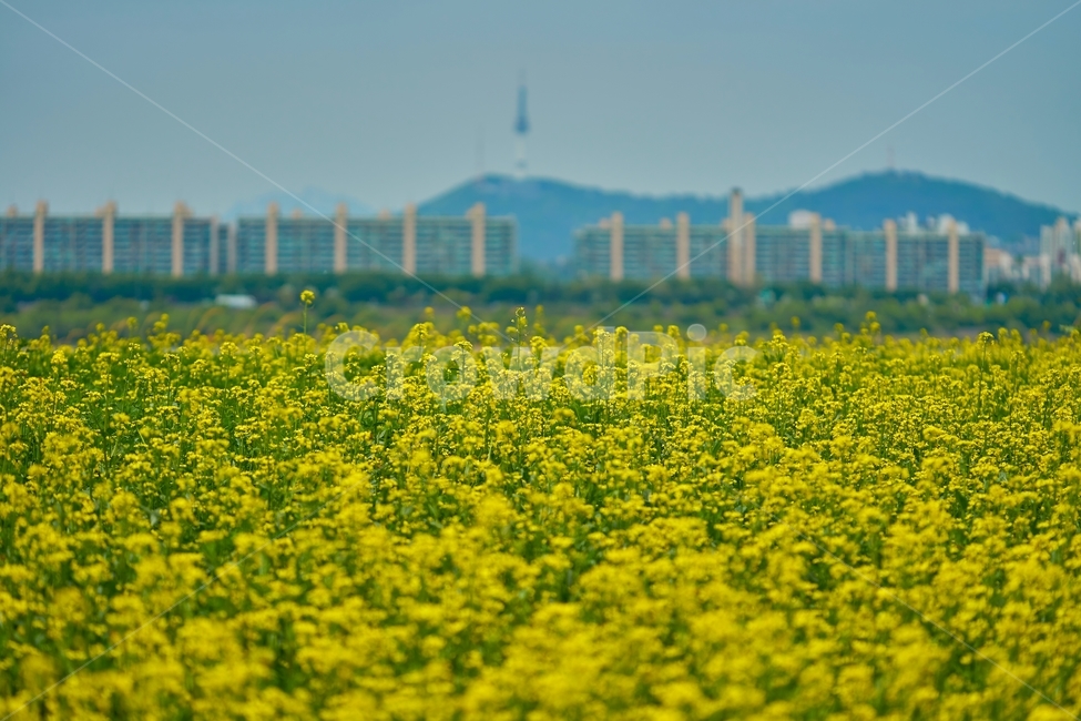유채꽃,노란색꽃,서래섬,유채꽃축제,서울타워,남산타워,n서울타워,산,건물,남산,하늘,아파트,아웃포커스,봄,계절,spring,season,도시,풍경,city,landscape,한국도시풍경,한국도시경관,korea cityscape,grassland,목초지,field,들,outdoors,옥외,nature,자연,farm,농장,meadow,countryside,한 지방,rural,농촌