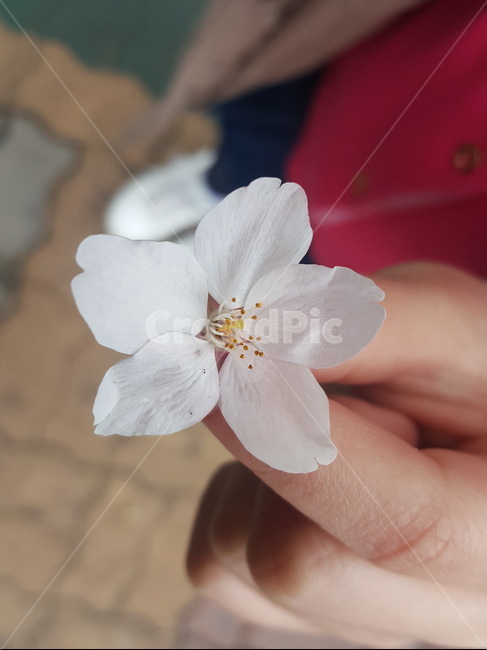벗꽃,예쁜꽃,흰꽃,벗낭수,꽃잎