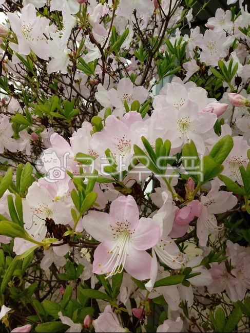 철쭉,철쭉꽃,봄꽃,꽃,royalazalea,flower,blossom,진달래과,낙엽관목,식물,자연,plants,nature,꽃,flower