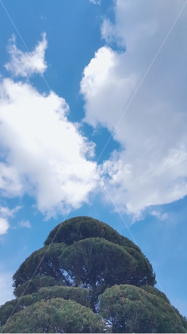 나무,하늘,여름,tree,sky,summer