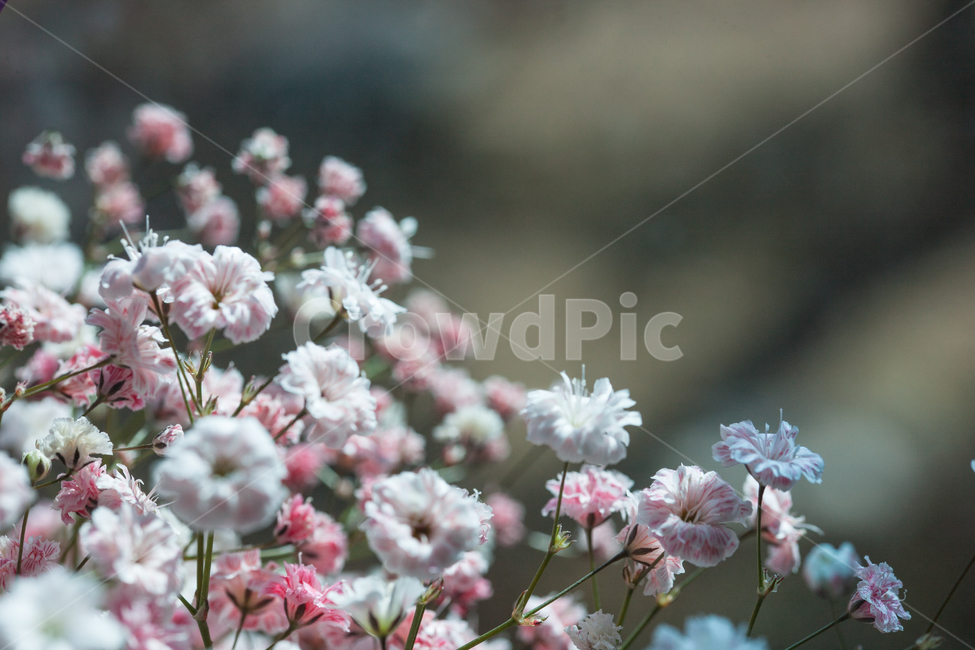 flower,flowers,꽃,꽃병,화병,식물,자연,plants,nature,꽃,flower,감성,sensible,feeling