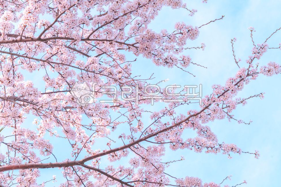 벚꽃,벚나무,cherryblossom,blossom,flower,왕벚꽃,blossm,꽃겹벚꽃,자연식물,계절,봄,봄꽃,벚꽃나무,분홍,핑크,나무,꽃송이,배경,하늘,spring,pink,nature,plant,tree,sky,layeredcherryblossomtree,season,background,plants,꽃,색깔,색상,색채,색감,color,sensecolor,sensitivity,feelingofcolorblossom