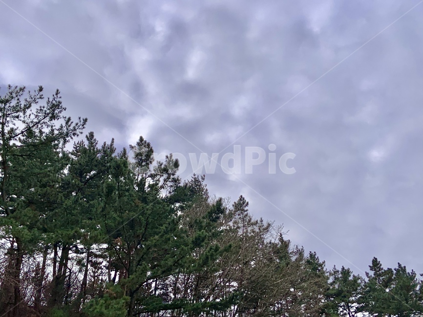 plant,나무,tree,식물,하늘,sky