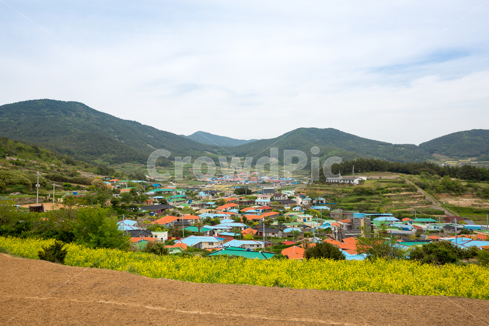 청산도,유채꽃,유채꽃밭,섬,바다,자연,풍경,nature,landscape,시골,마을,country,rural,town,outdoors,옥외,scenery,hill,언덕