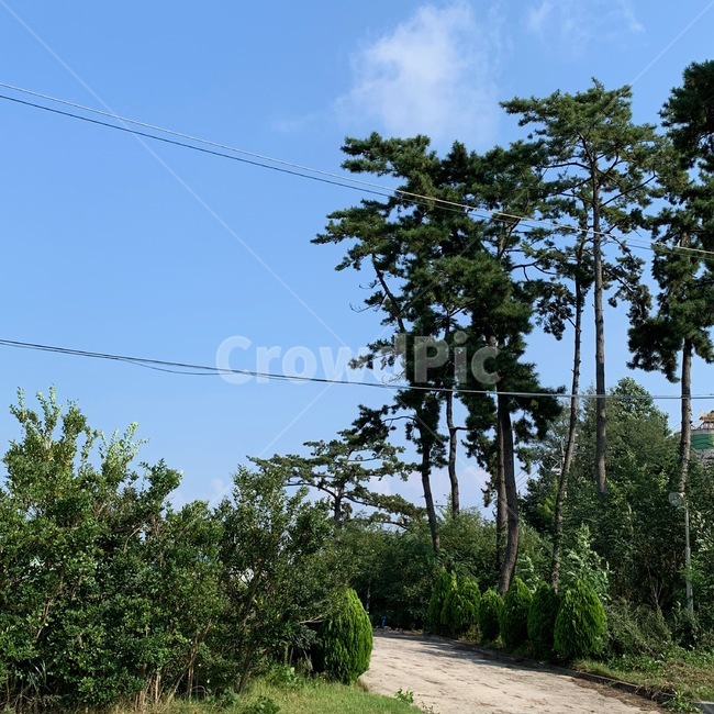 자연,입구,나무,들,풀,식물,나무,trees,wood