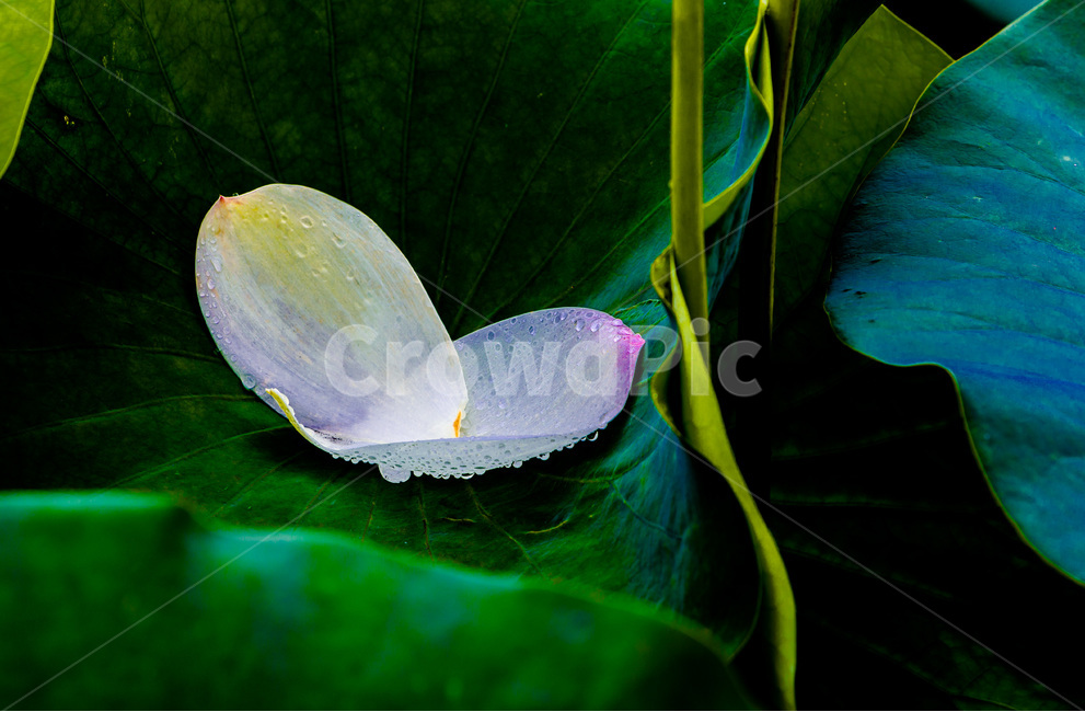 연잎,낙화,꽃잎,문양,무늬,식물,자연,plants,nature,꽃,flower
