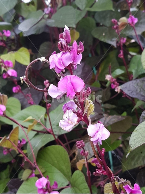 plant,식물,flower,geranium,제라늄,blossom,꽃,acanthaceae,잔잔과,식물,자연,plants,nature,꽃,flower