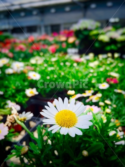 꽃,아이폰7,배경화면,봄날,화훼,식물,자연,plants,nature,꽃,flower