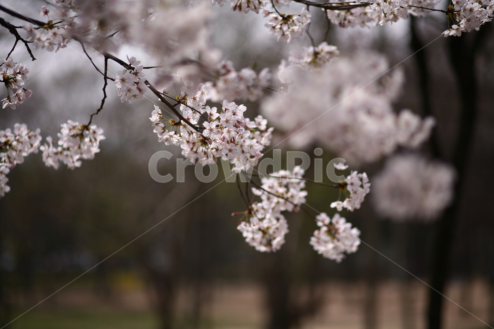 plant,식물,flower,꽃,blossom,벚꽃,봄,식물,자연,plants,nature,꽃,flower