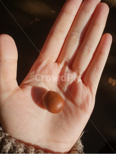 도토리,견과류,밤,여자손,가을