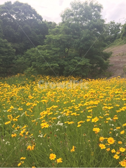 봄,노란꽃,화사,싱그러움,꽃밭,식물,자연,plants,nature,꽃,flower