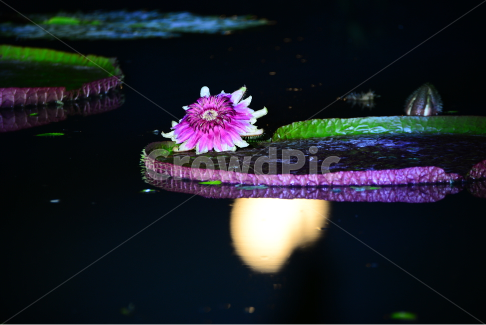 식물,꽃,flower,빅토리아,조명,반영,야경,연꽃,식물,자연,plants,nature,꽃,flower