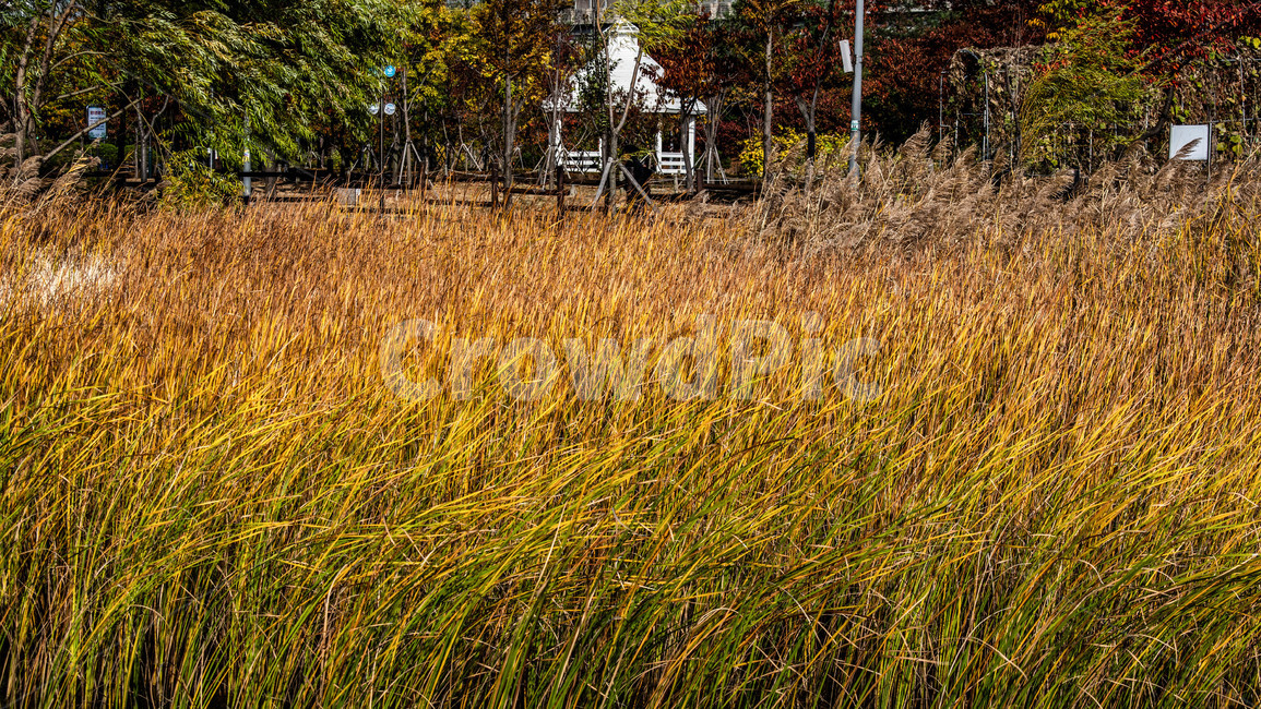 가을,만추,벼,갈대,풍경,가을,계절,fall,autumn,season,자연,풍경,nature,landscape,grass,잔디,plant,식물