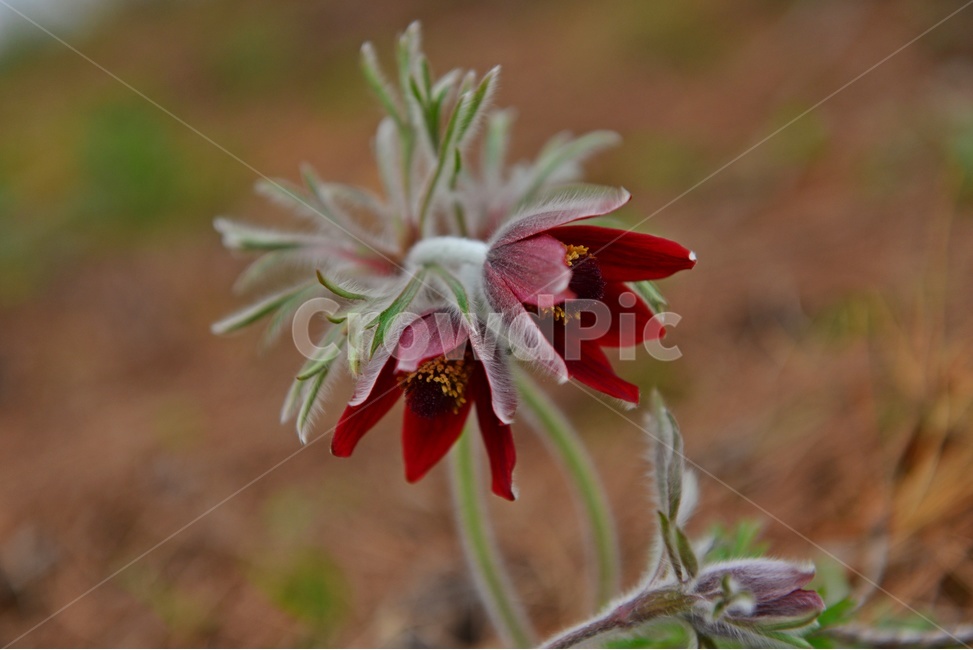 plant,식물,blossom,flower,꽃,할미꽃,솜털,공원,봄꽃,계절,식물,자연,plants,nature,꽃,flower