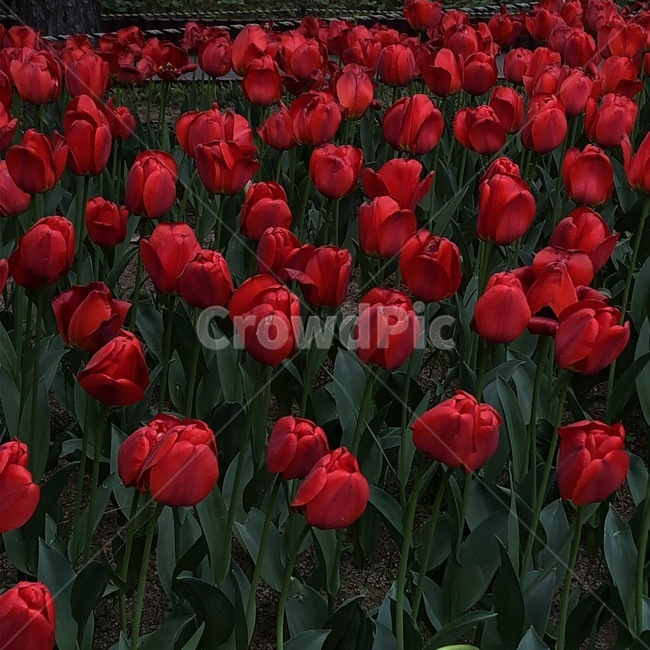 튤립,빨간튤립,꽃,꽃놀이,빨강,flower,식물,자연,plants,nature,꽃,flower