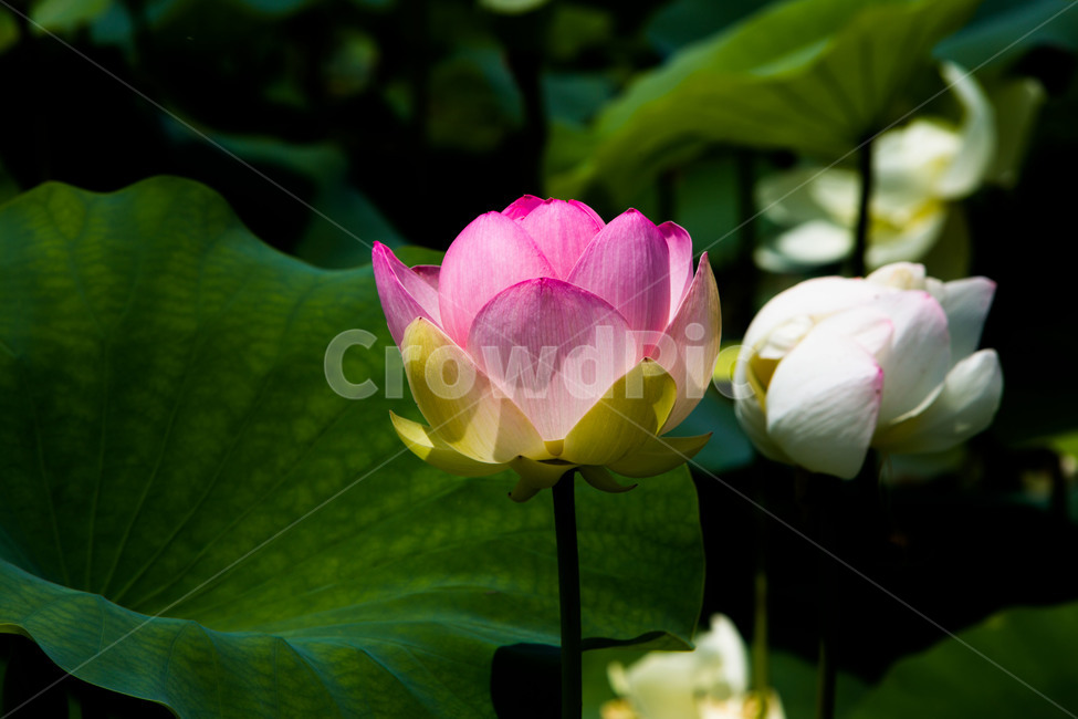 연꽃,연잎,문양,무늬,습지,식물,자연,plants,nature,꽃,flower