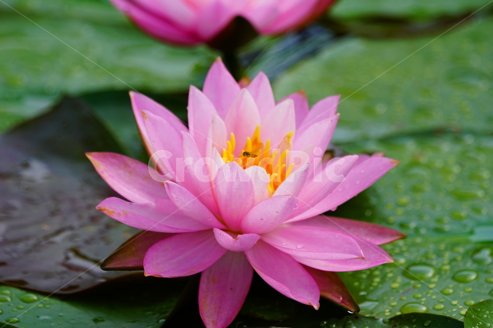 plant,식물,blossom,lily,연꽃,pondlily,꽃,flower,식물,자연,plants,nature,꽃,flower