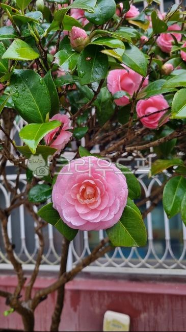 동백꽃,동백,핑크색꽃,비오는날꽃,flower,camelliaflower,pinkflower,정원,화단