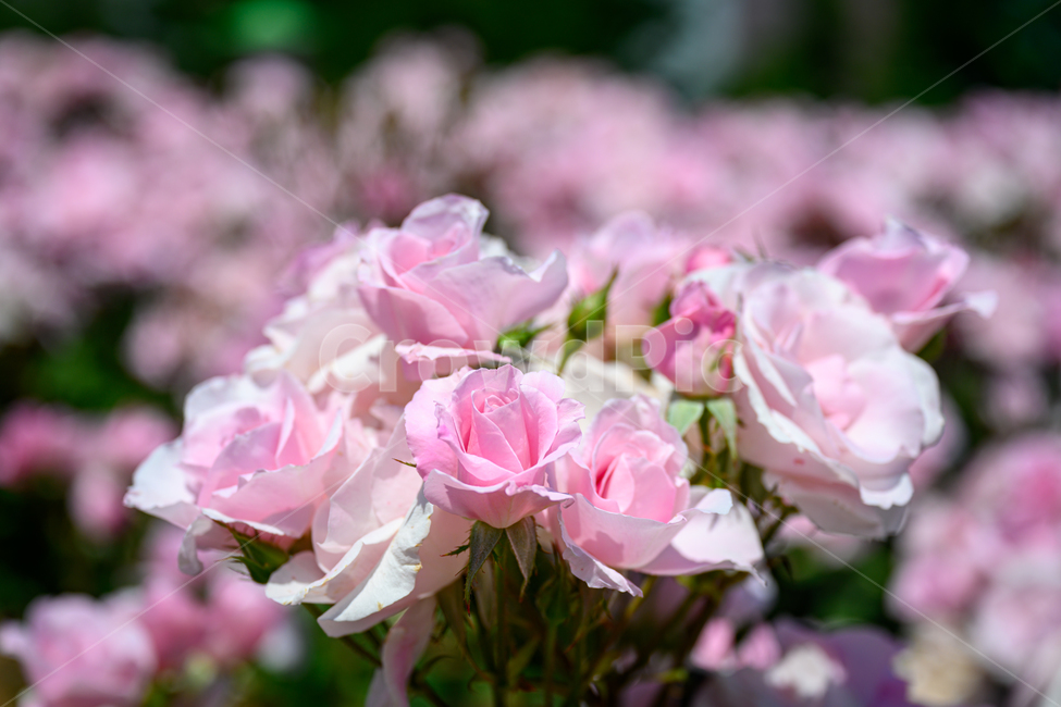 장미,장미숲,장미공원,장미축제,덩쿨장미,장미송이,분홍장미,식물,자연,plants,nature,꽃,flower