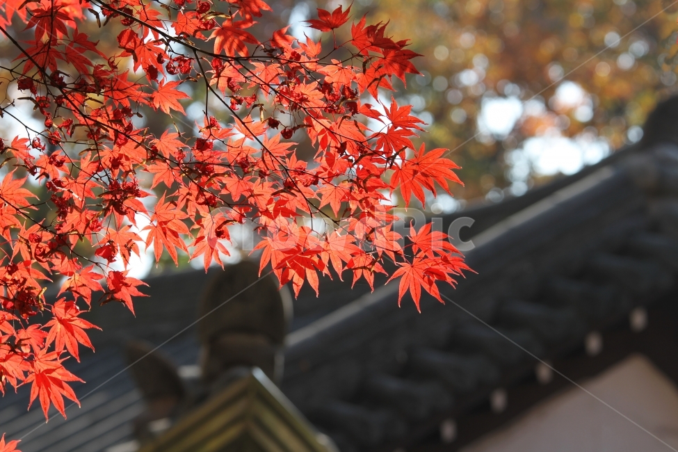 기와지붕,단풍,가을,기와,단풍잎,단풍나무,감성사진,가을,계절,fall,autumn,season,식물,자연,plants,nature,leaf,잎,plant,tree,나무