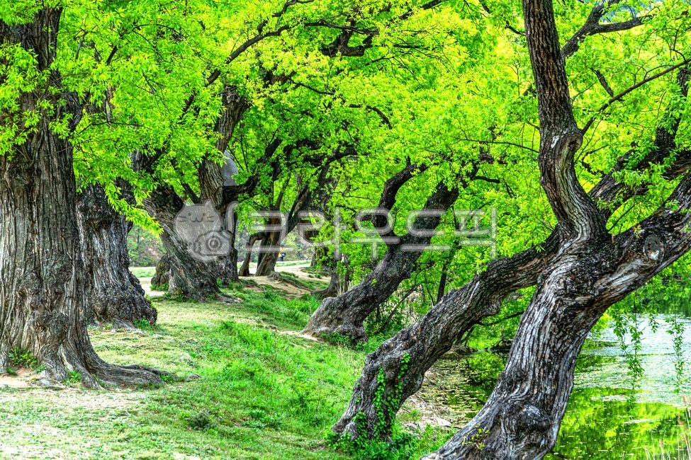tree trunk,old tree,plant,sight,Bud tree