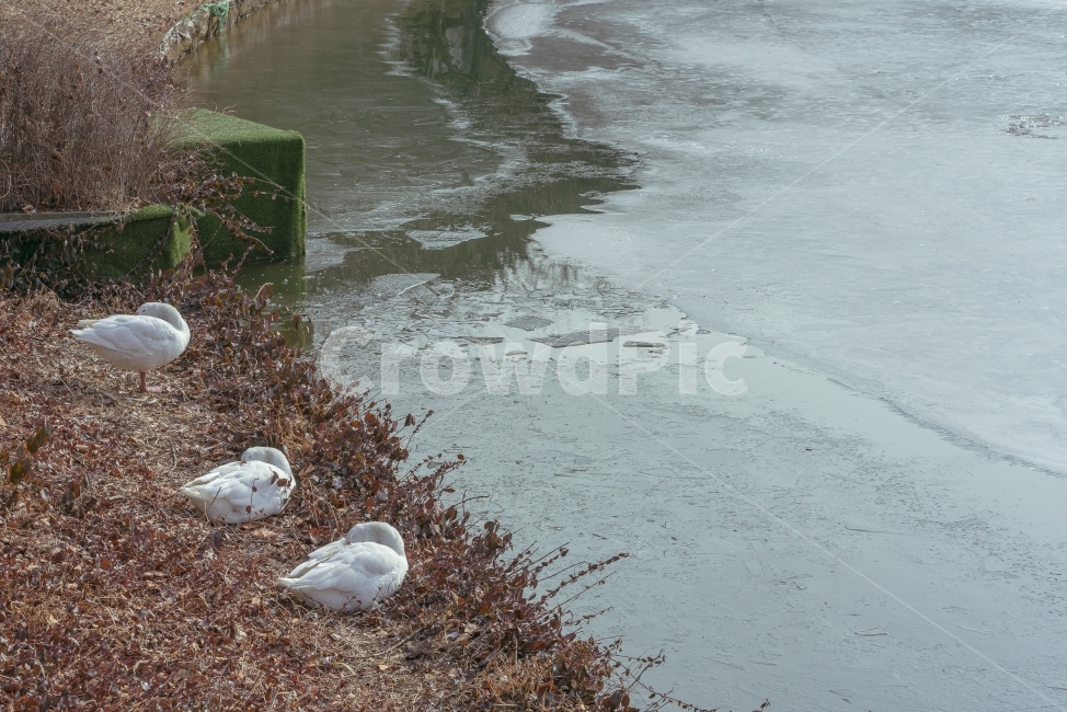 겨울,거위,낮잠,겨울잠,호수,빙판,얼음,한파,동물,animal,조류,새,birds