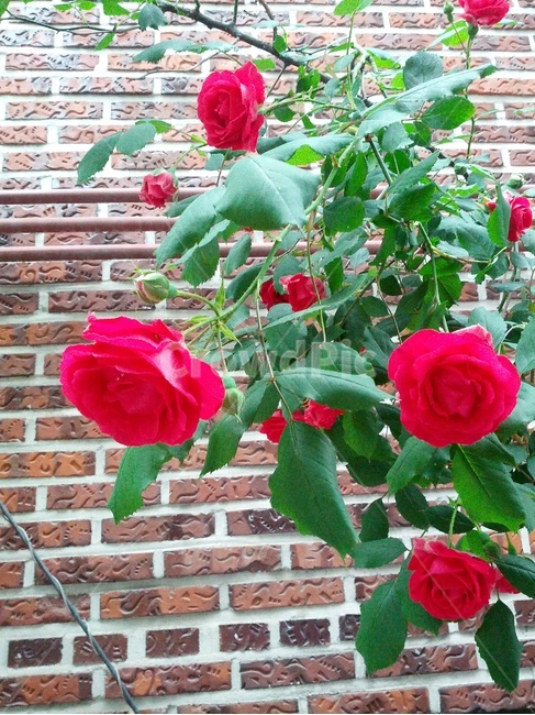꽃,장미,가시,여왕,5월,식물,자연,plants,nature,꽃,flower