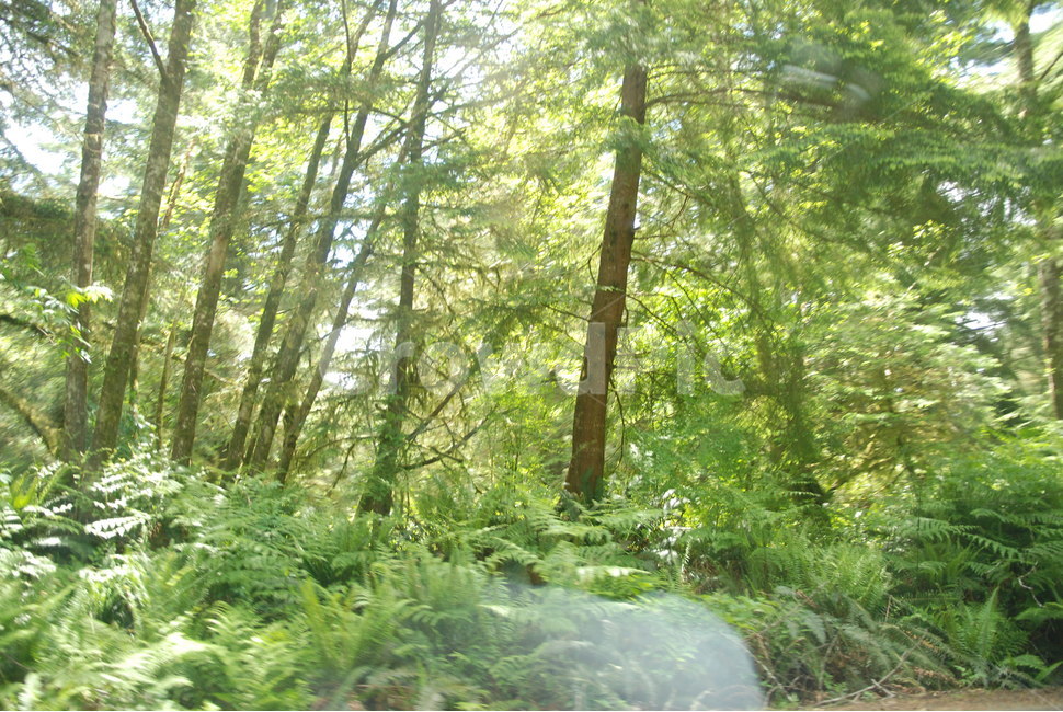 나무,자연,숲,꽃,풀,바위,trees,nature,woods,sky,flower,rock