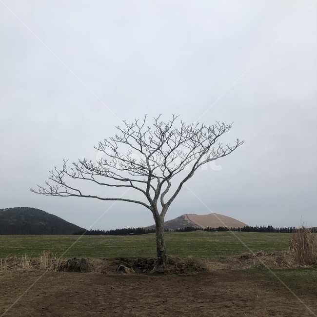 자연,나무,제주도,나홀로나무,하늘,풍경,감성,자연,풍경,nature,landscape,grassland,목초지,outdoors,옥외,field,들,ground,바닥,savanna,대초원