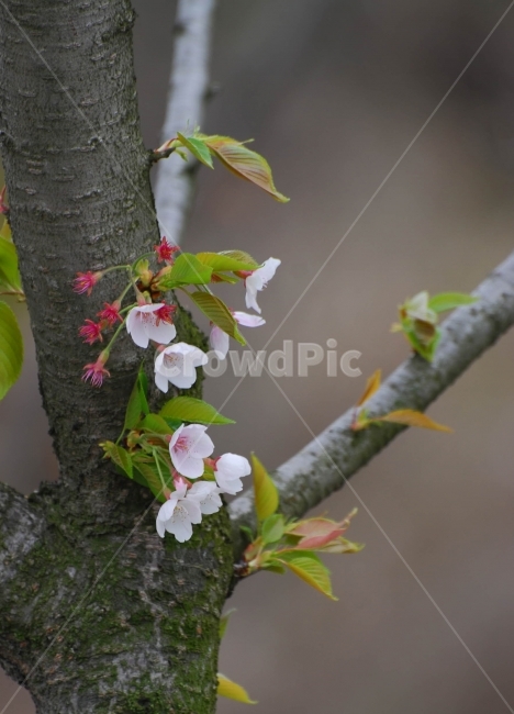 벚꽃,흰꽃,봄,나무,식물,나들이,봄,계절,spring,season,식물,자연,plants,nature,꽃,flower,plant