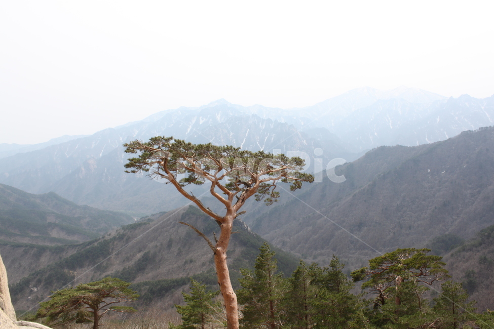 나무,tree,nature,자연,outdoors