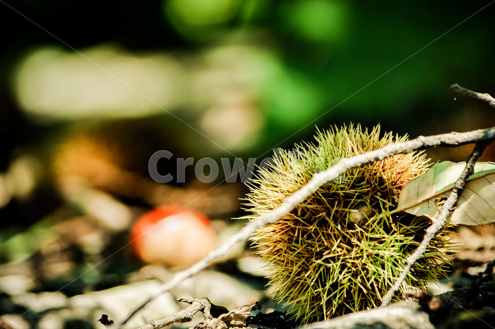 plant,식물,밤,밤송이,가을,자연,가을,계절,fall,autumn,season