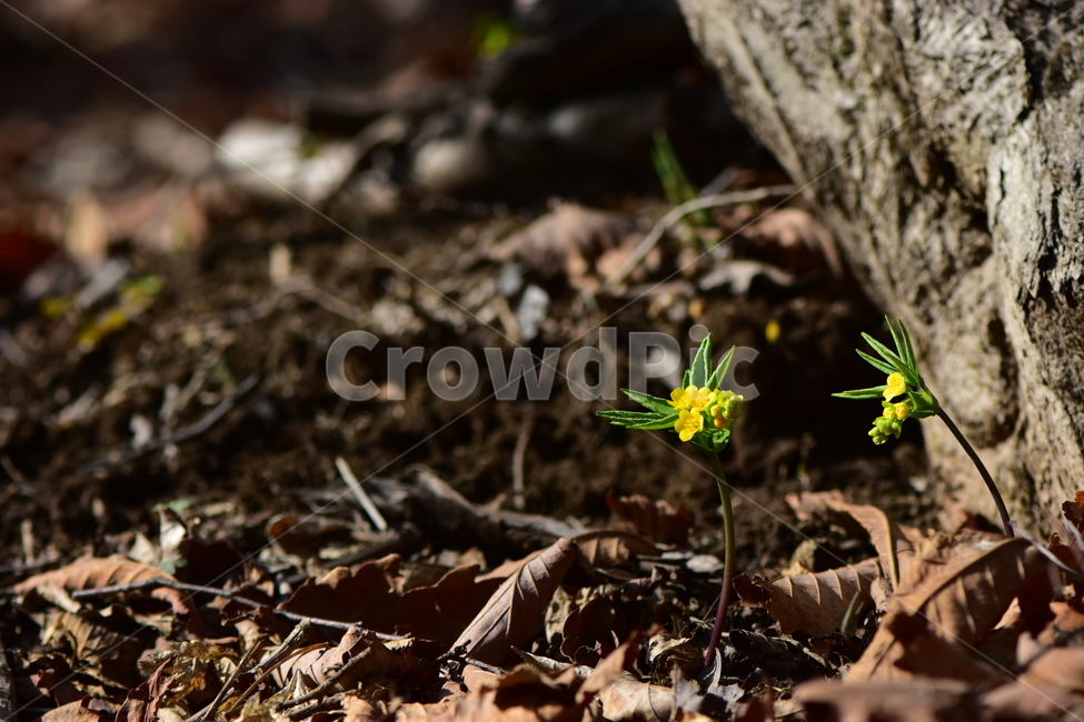 한계령풀,야생화,봄,꽃,풀꽃,자연,식물,식생,plants,nature,spring,season,flower