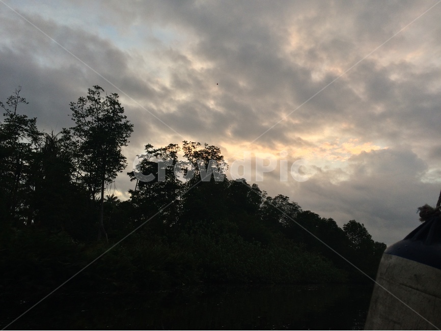 코타키나발루,보르네오섬,맹그로브나무,반딧불투어,패키지여행,강,보트,배,물,나무,하늘,흐린날,오후하늘,자연,풍경,nature,landscape,weather,날씨,outdoors,옥외