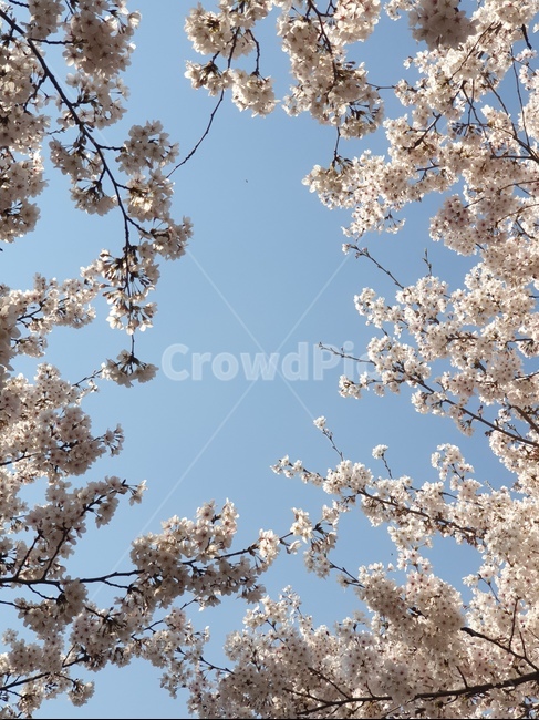 벚꽃,cherryblossom,꽃,flower,흰꽃,봄꽃나무