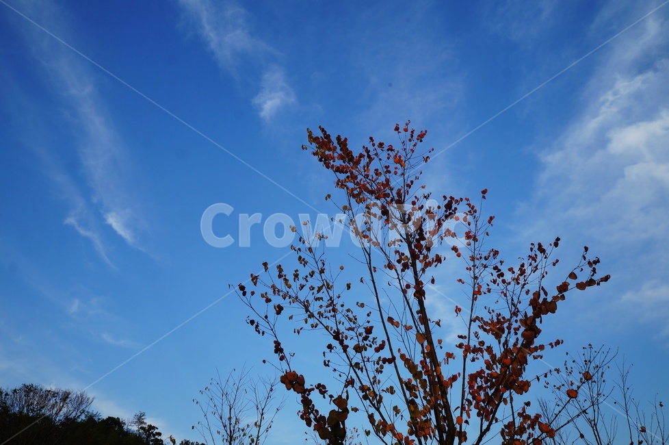 가을하늘,파란하늘,가을,눈부신날,쌀쌀,쾌청,맑음,시원,가을,계절,fall,autumn,season,nature,자연,outdoors,옥외