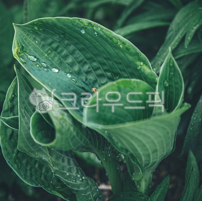 꽃,꽃물방울,잎물방울,물방울,잎,식물,작은물방울,식물,자연,plants,nature