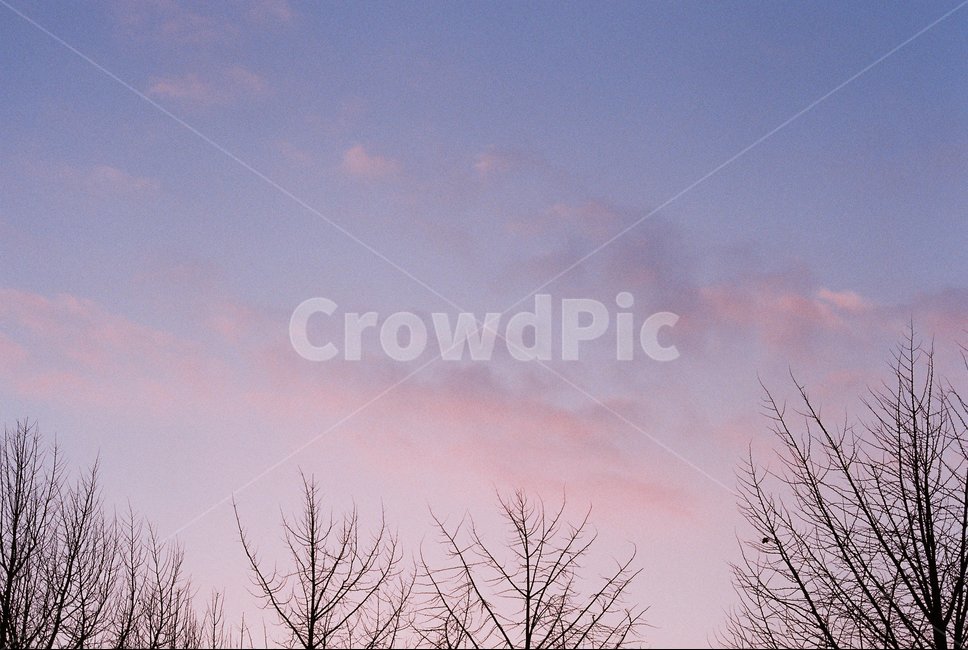노을,하늘,분홍,나무,자연,sky,pink,자연,풍경,nature,landscape