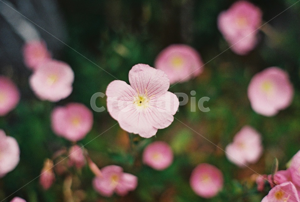 들꽃,달맞이꽃,분홍,스페키오사,꽃,분홍달맞이꽃,speciosa
